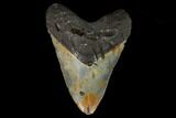 Bargain, Fossil Megalodon Tooth - North Carolina #124464-1